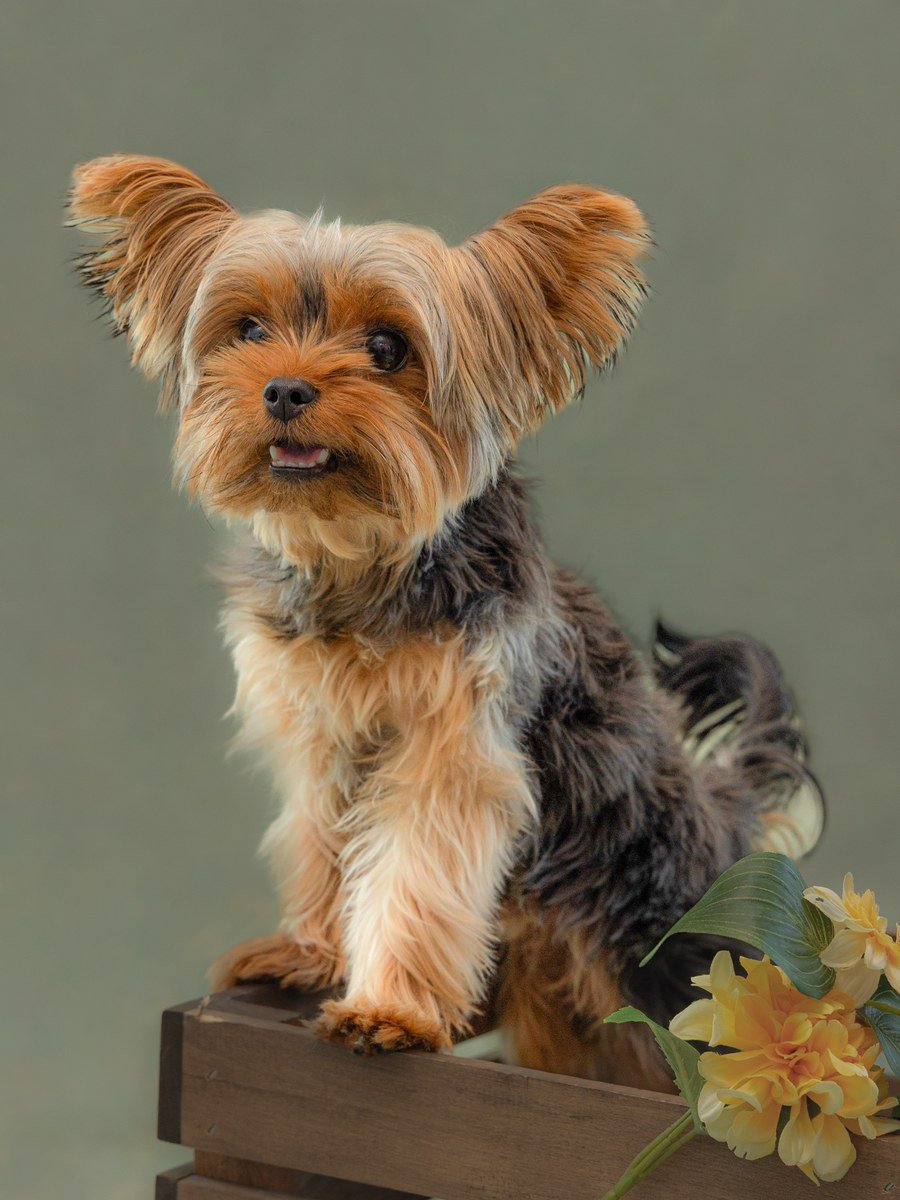 Pet portrait session